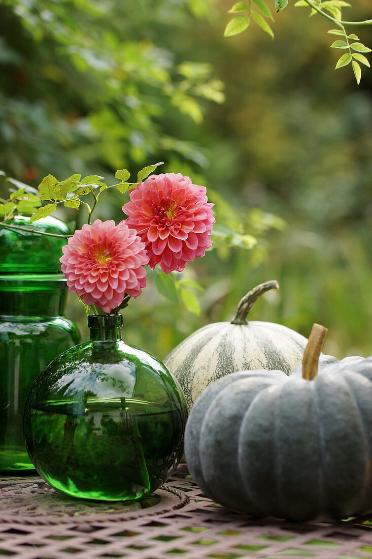 Dahlia blossoms in a globe vase and pumpkins