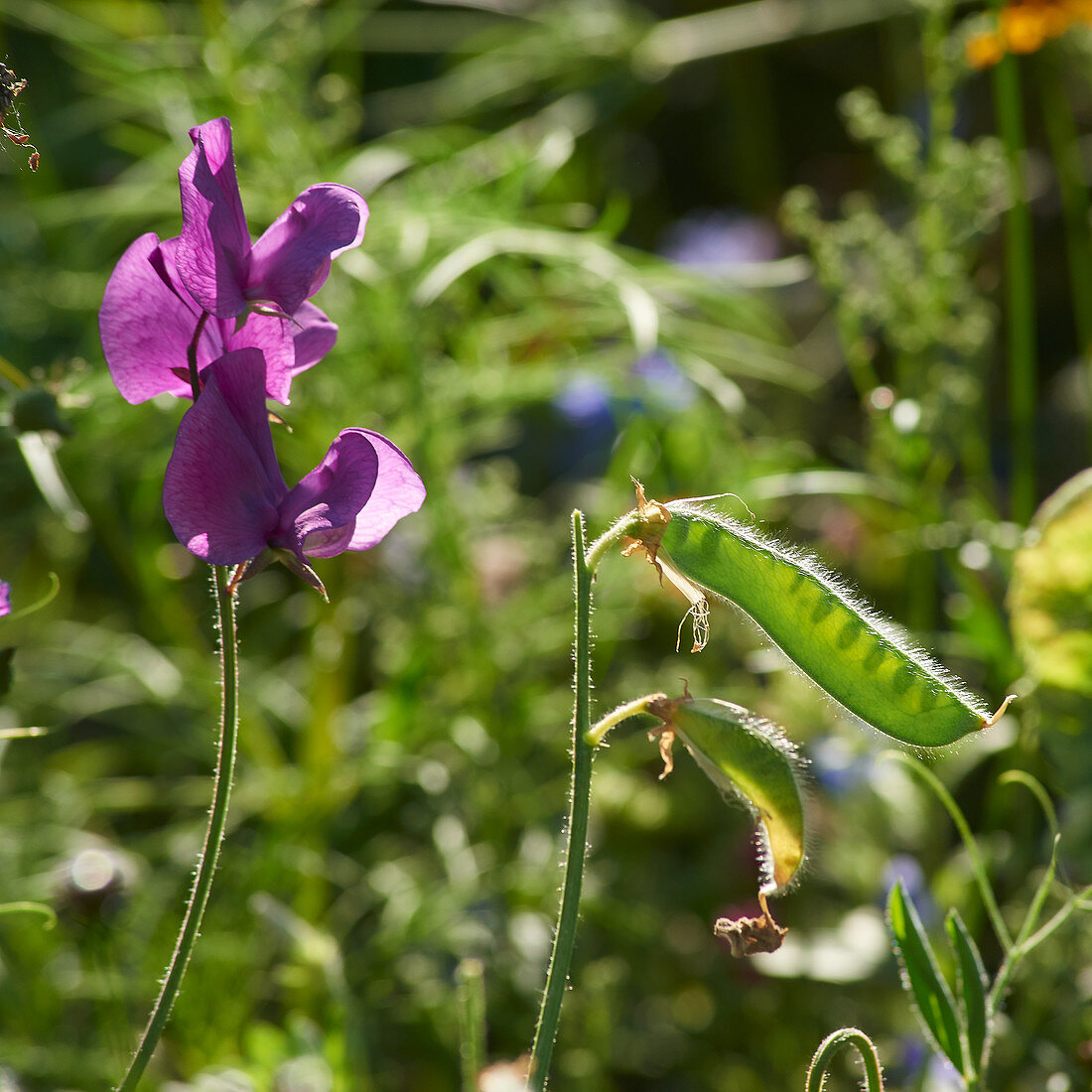 Sweet pea flower and seed pod
