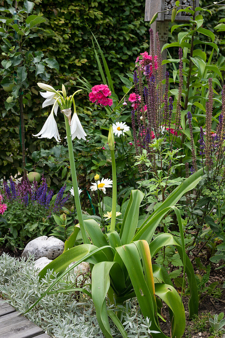 Flowering cape lily in a perennial bed with daisies, wild sage, and Phlox