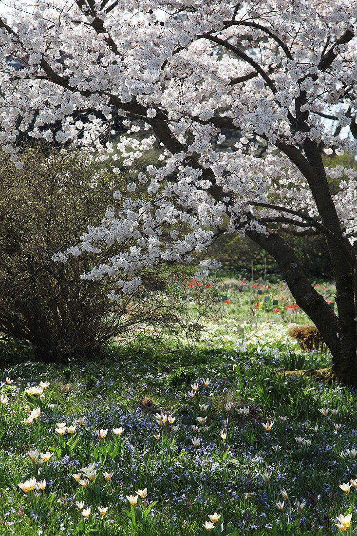 Yoshino-Kirschbaum (auch bekannt als Tokiokirsche oder Maienkirsche) in Blumenwiese mit Tulpen 'Hope' und Blausternchen