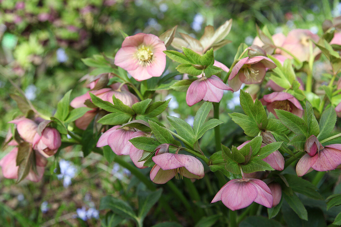 Rosafarbene Lenzrose im Frühlingsgarten