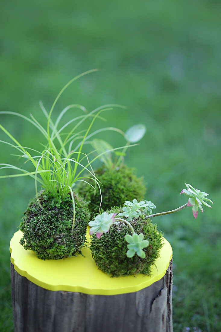 Kokedama: plants in moss balls on tree stump with yellow top