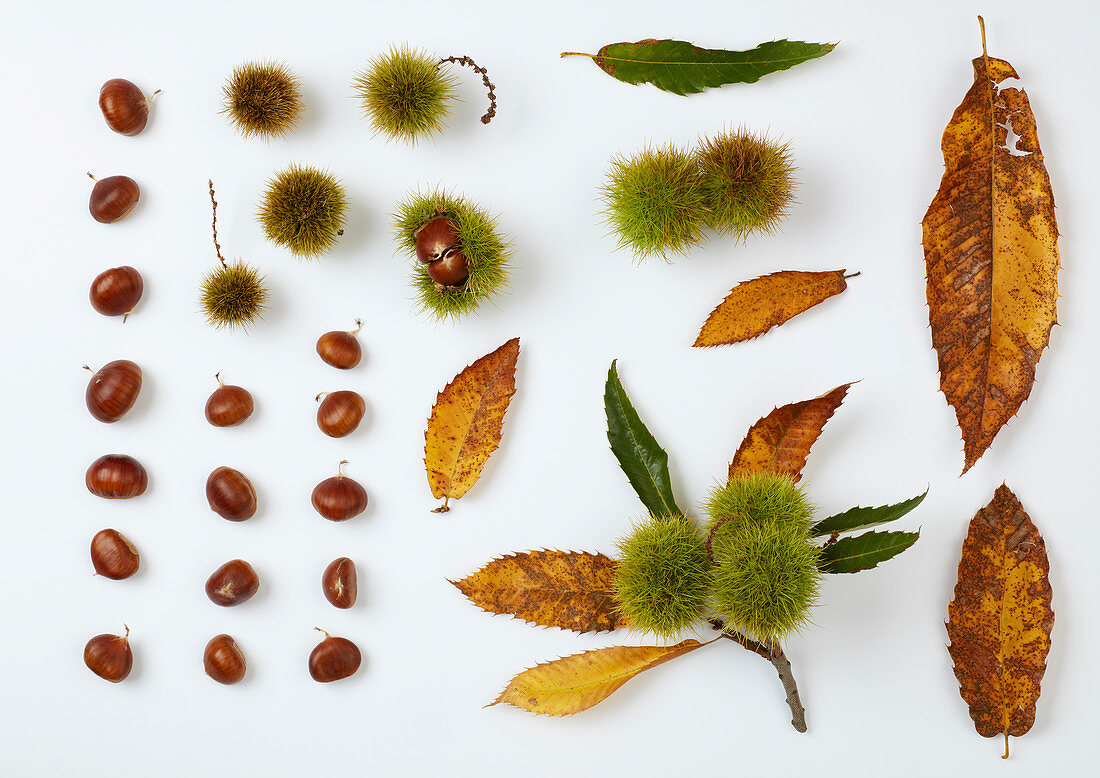Fruits and leaves of sweet chestnut on white surface