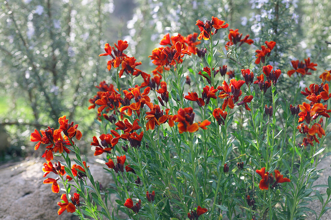 Red Gyroflee flowers in natural garden