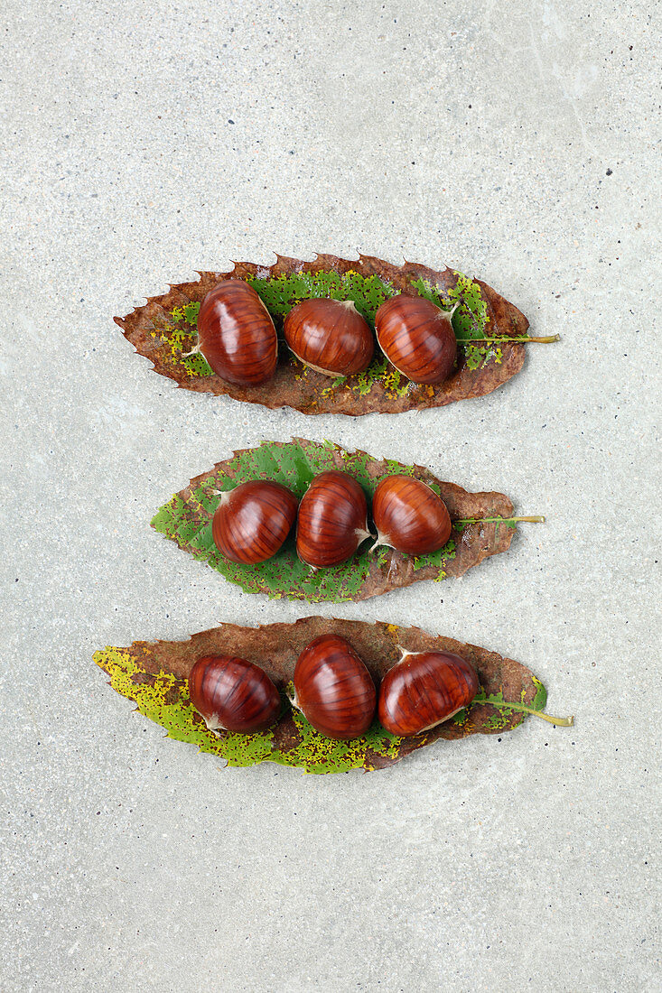 Eßkastanien auf Kastanienblättern