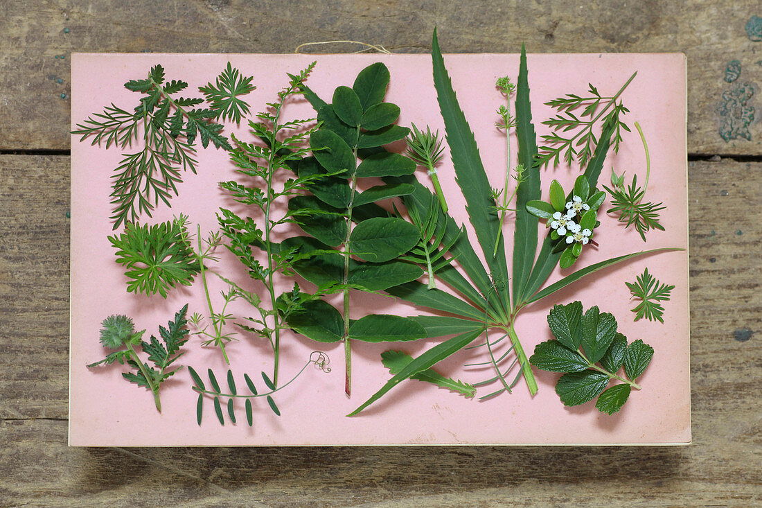 Verschiedene grüne Blätter (Geranie, Farn, Helebora, Salvia) auf rosa Papier