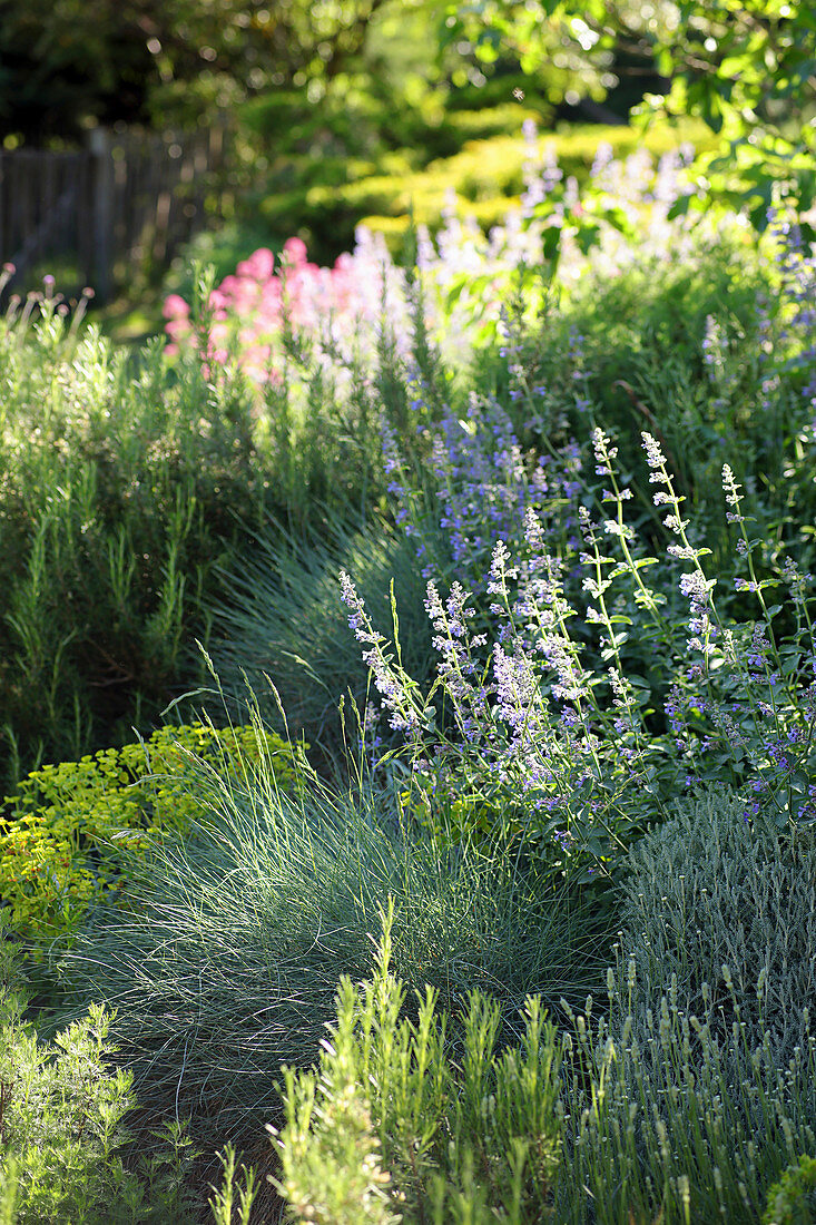Catmint and blue fescue in herbaceous border