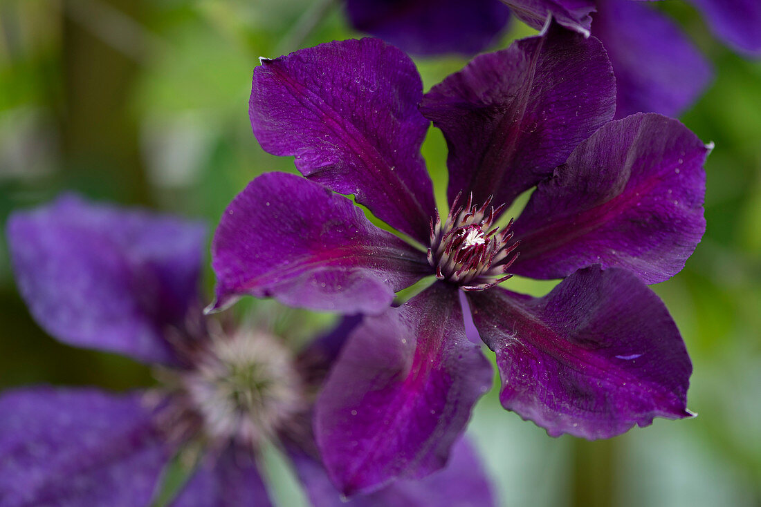 Blüte von Clematis 'Mrs. Thompson'