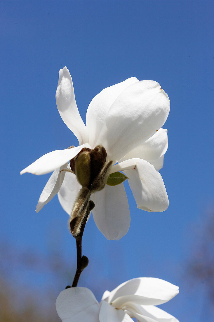 Weiße Blüte von Sternmagnolie