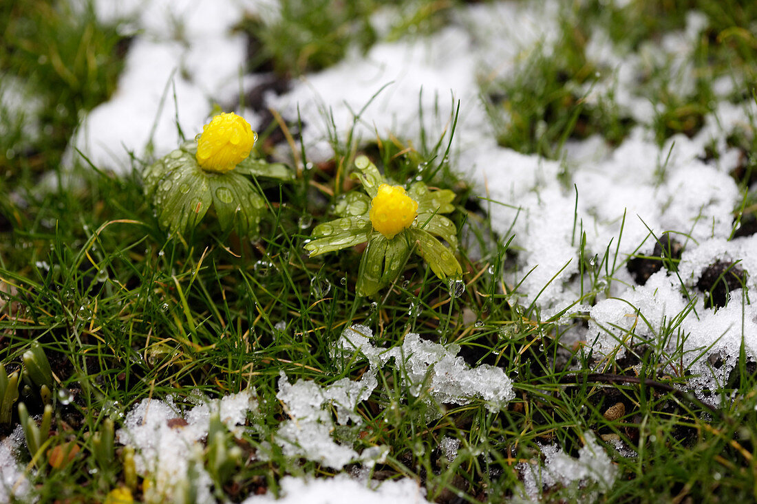 Winter aconite growing in the thawing snow in a meadow