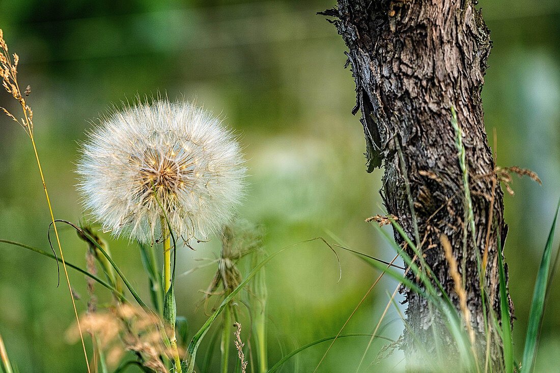 Dandelion clock and old grapevine trunk