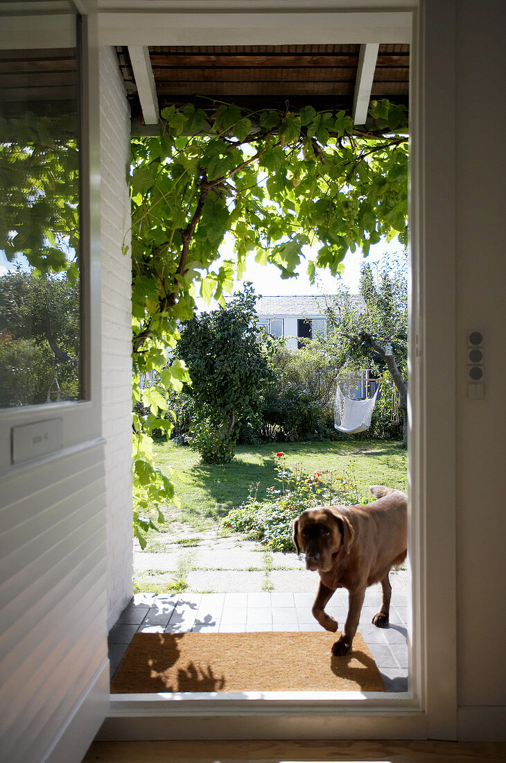 View of dog on veranda