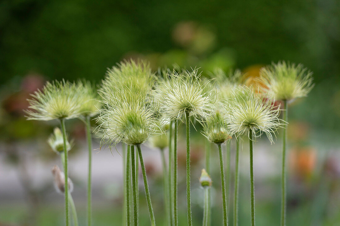 Seed heads of pasque flower