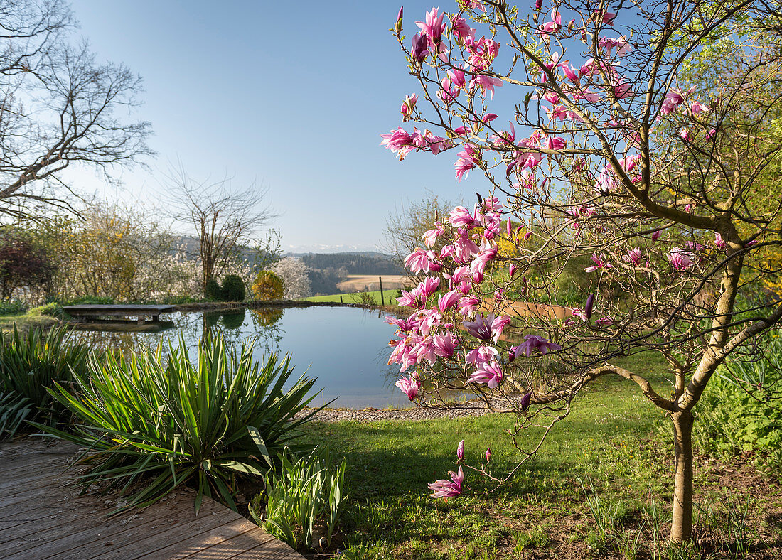 Flowering magnolia tree and Yucca in front of a swimming pond