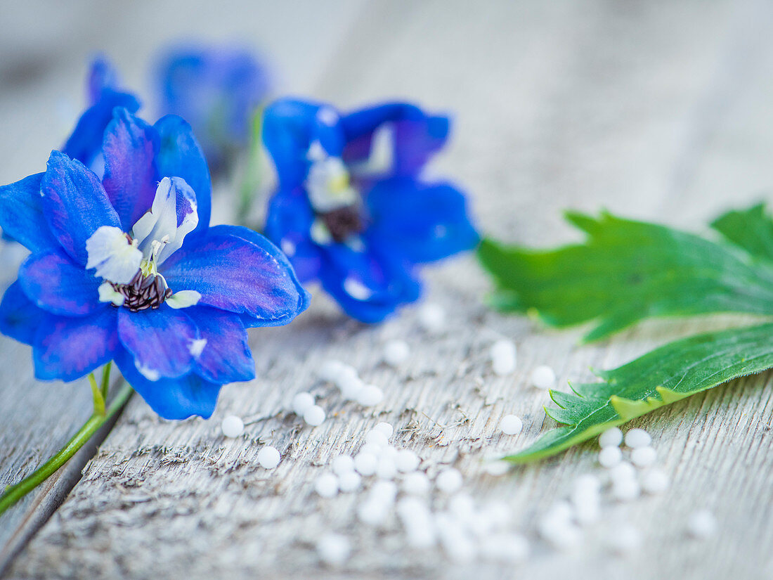 Blue delphinium flowers on a wooden surface