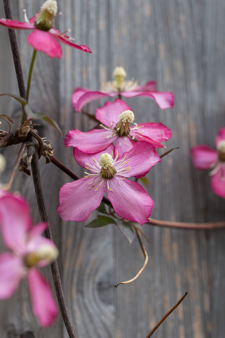 Clematisblüte