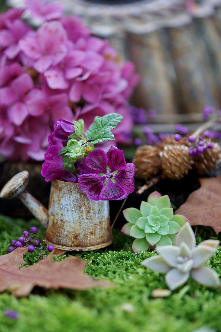 Mallows in tiny watering can, succulents and hydrangea