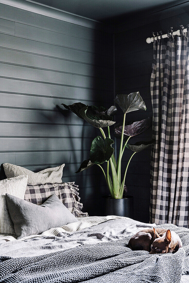 Doppelbett mit Kissen und Hund, daneben Zimmerpflanze und karierter Vorhang im schlafzimmer mit dunklen Wänden