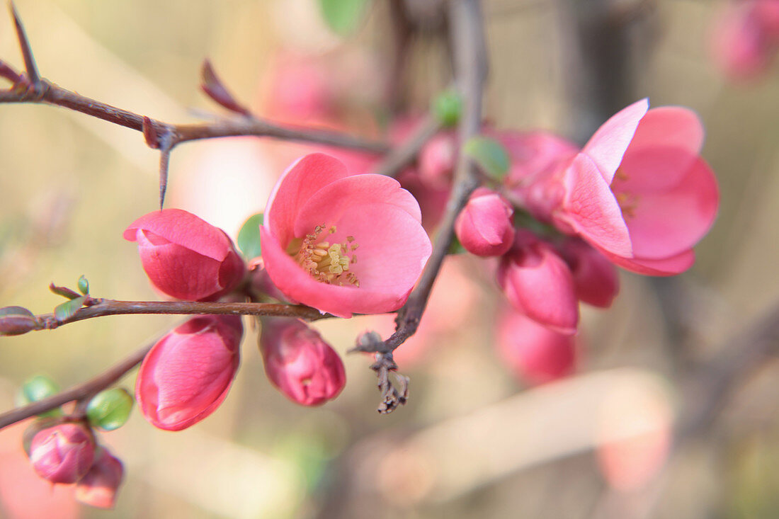 Flowering branch of Japanese quince