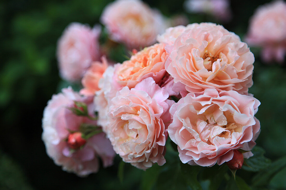 Apricot-coloured roses (rose 'Marie Curie')