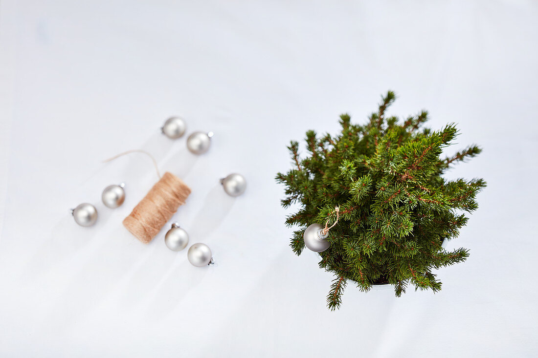 Silver Christmas baubles, twine and dwarf Alberta spruce