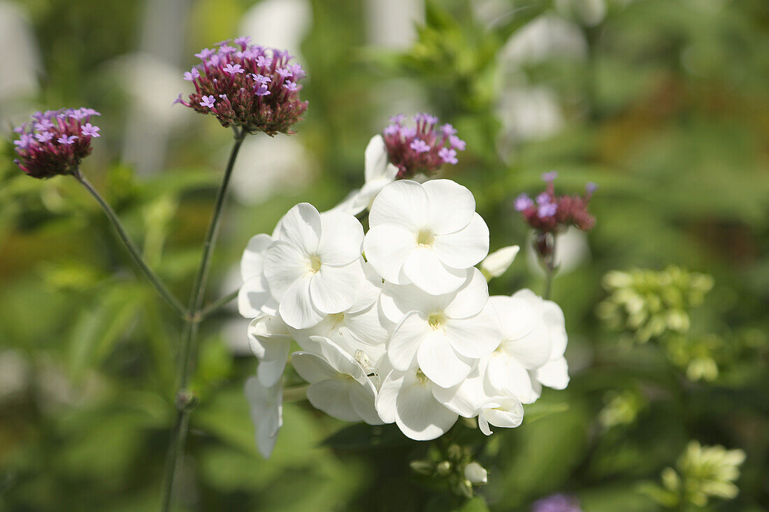 Argentinisches Eisenkraut und weißer Phlox