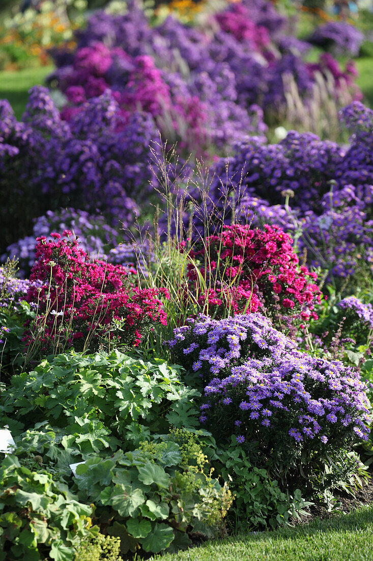 Autumn bed of asters and lady's mantle