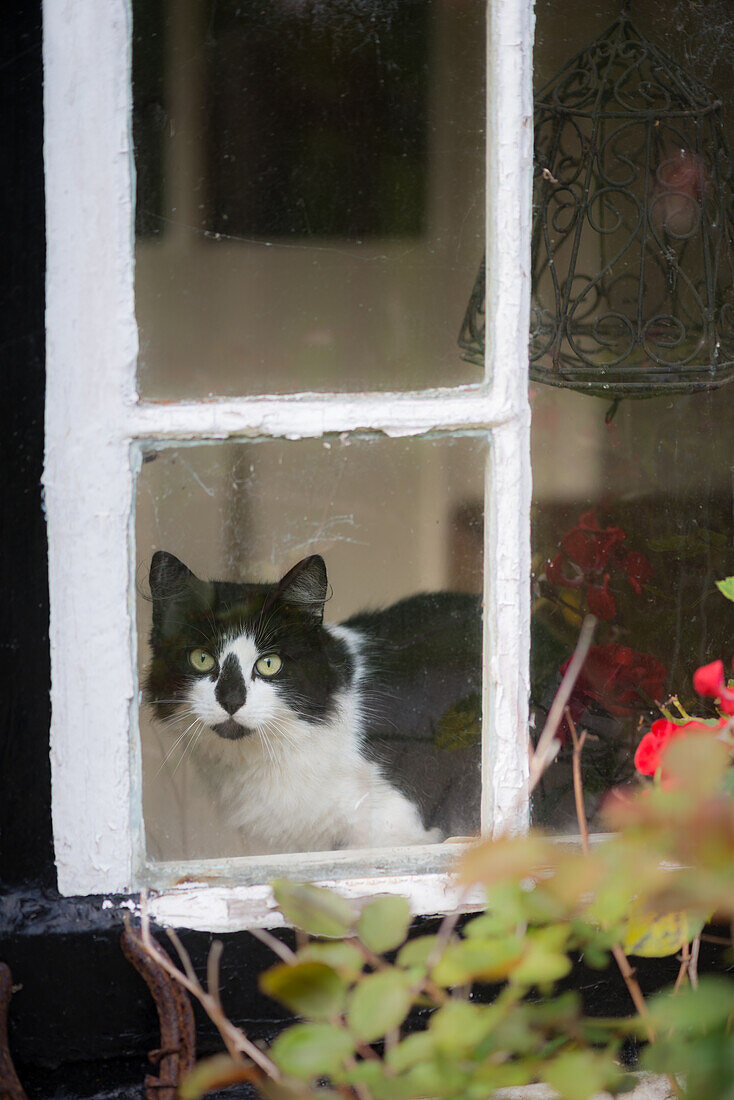 Schwarz-weiße Katze blickt aus einem Fenster
