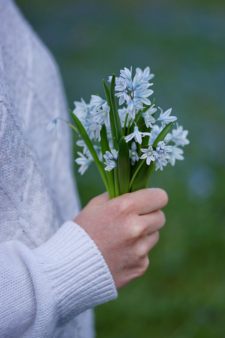 Hand holding a bouquet two-leaf squill