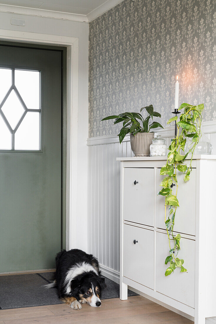 Shoe cabinet and dog in hallway with patterned wallpaper and green front door