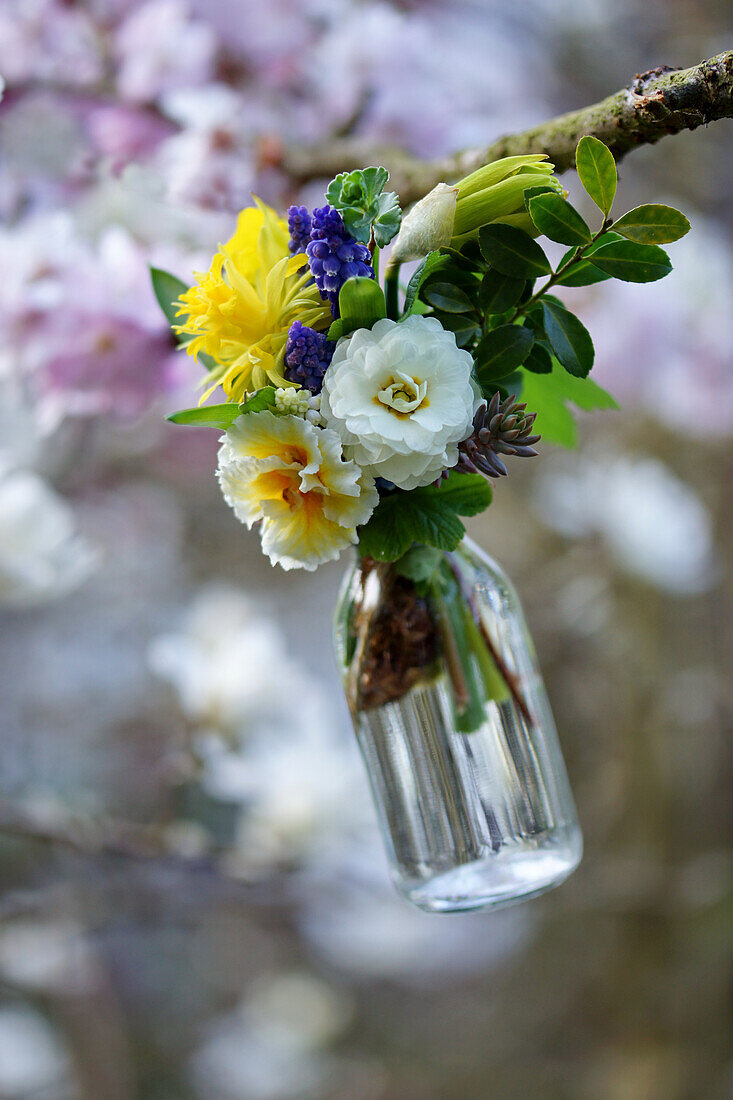 Mini bouquet of primrose flowers, filled narcissus flowers, grape hyacinths and box in small bottle