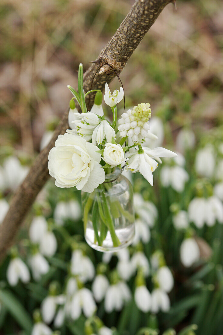 White mini bouquet of primrose blossom, snowdrops, and grape hyacinths in a small bottle hanging from a branch