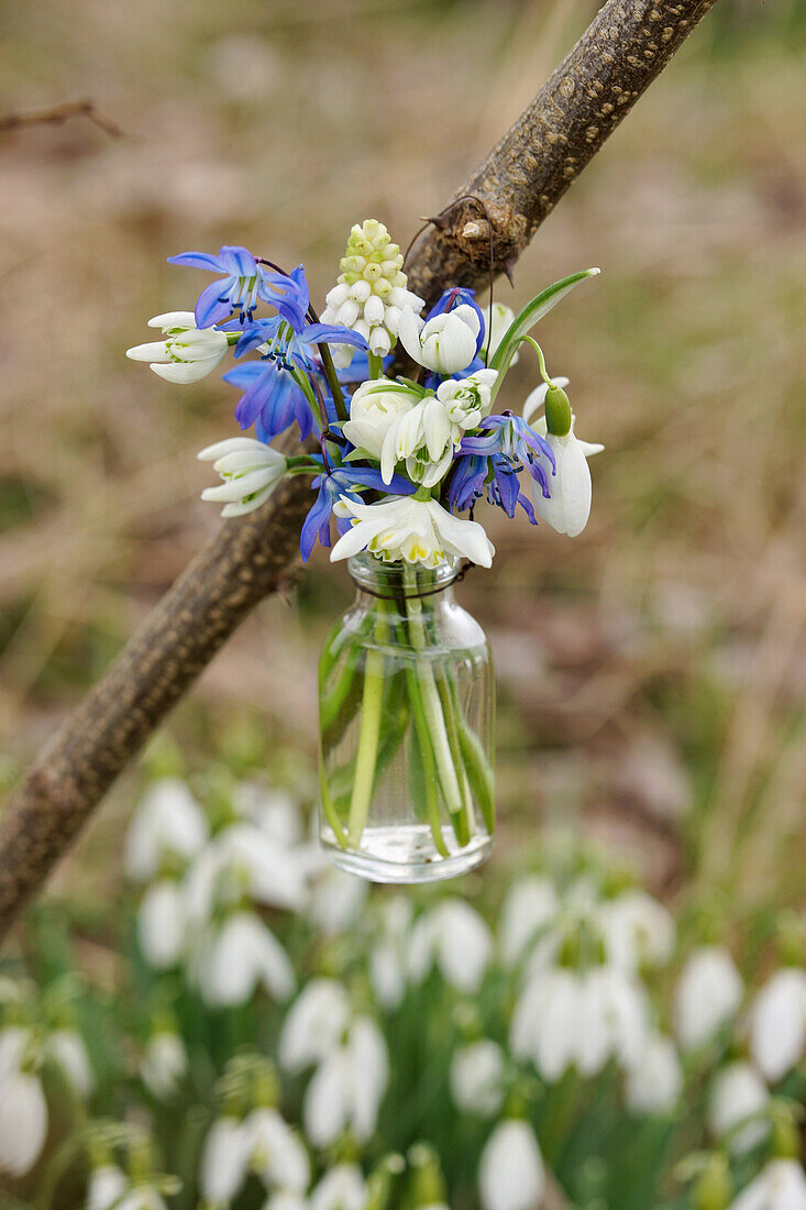 Mini bouquet of snowdrops, alpine squill and grape hyacinth in small bottle hanging from a branch