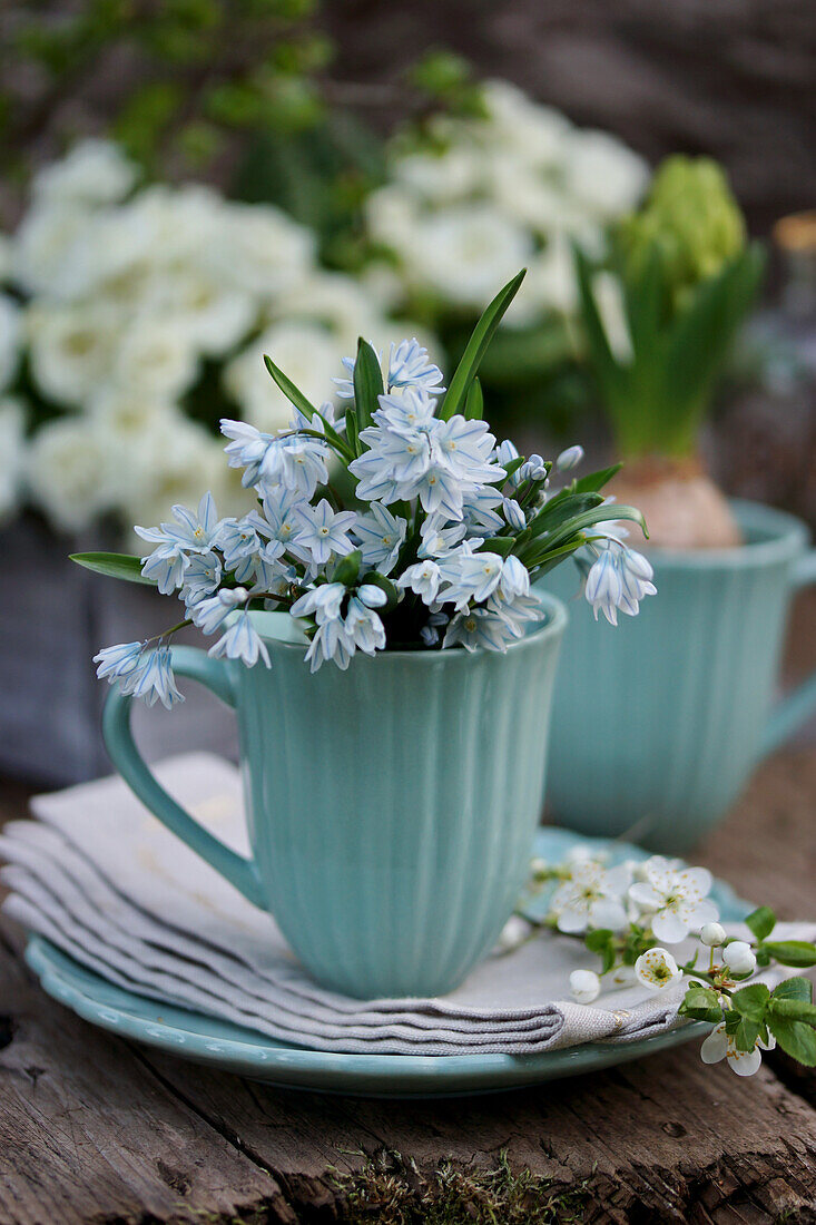 Small bouquet of striped squill flowers in a turquoise cup