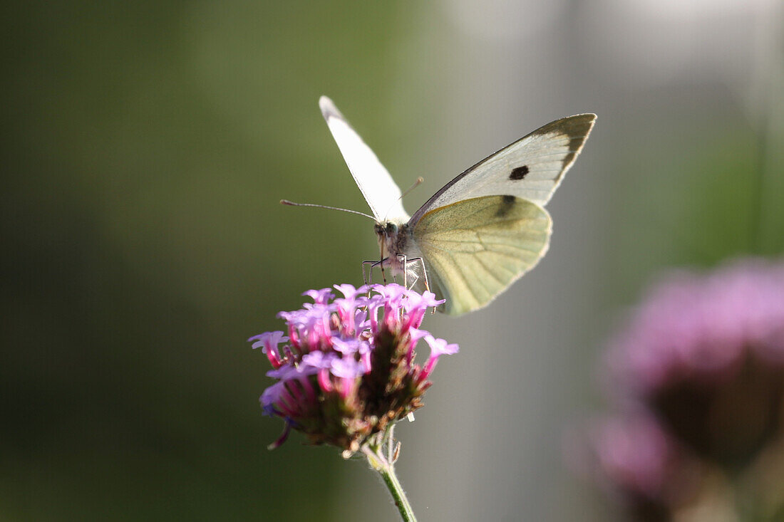 Cabbage white butterfly on flower from Patagonian verbena