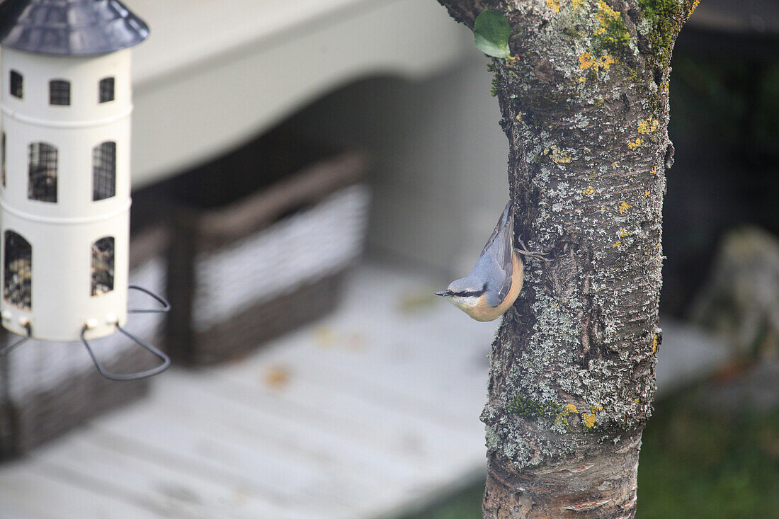 Nuthatch on the tree trunk looking at the bird feeder