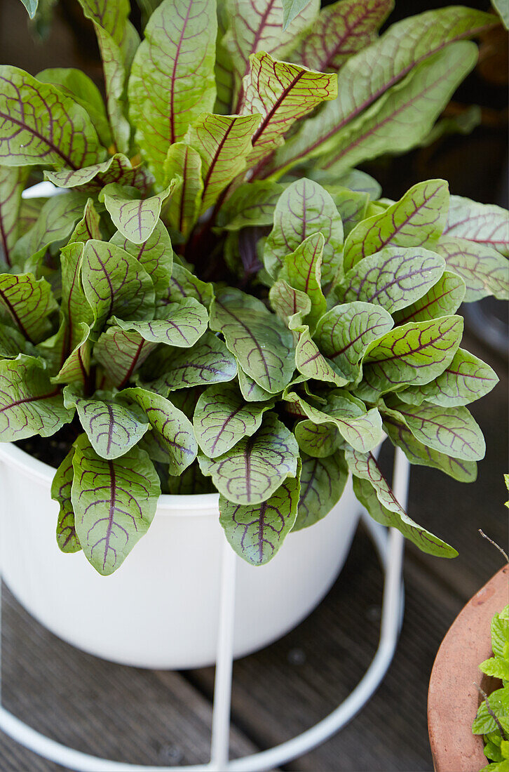 Red-veined sorrel in a plant pot
