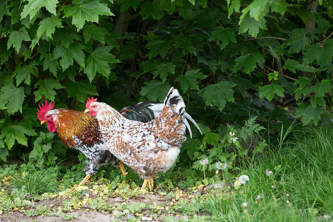 Huhn und Hahn im Garten