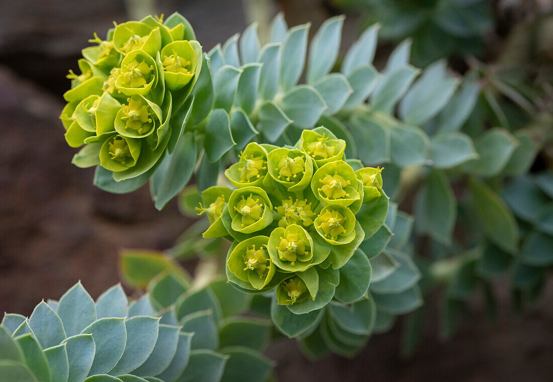 Nahaufnahme einer Walzenwolfsmilch  (Euphorbia)