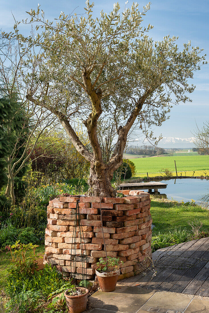 Olive tree surrounded by a brick enclosure in front of a swimming pond