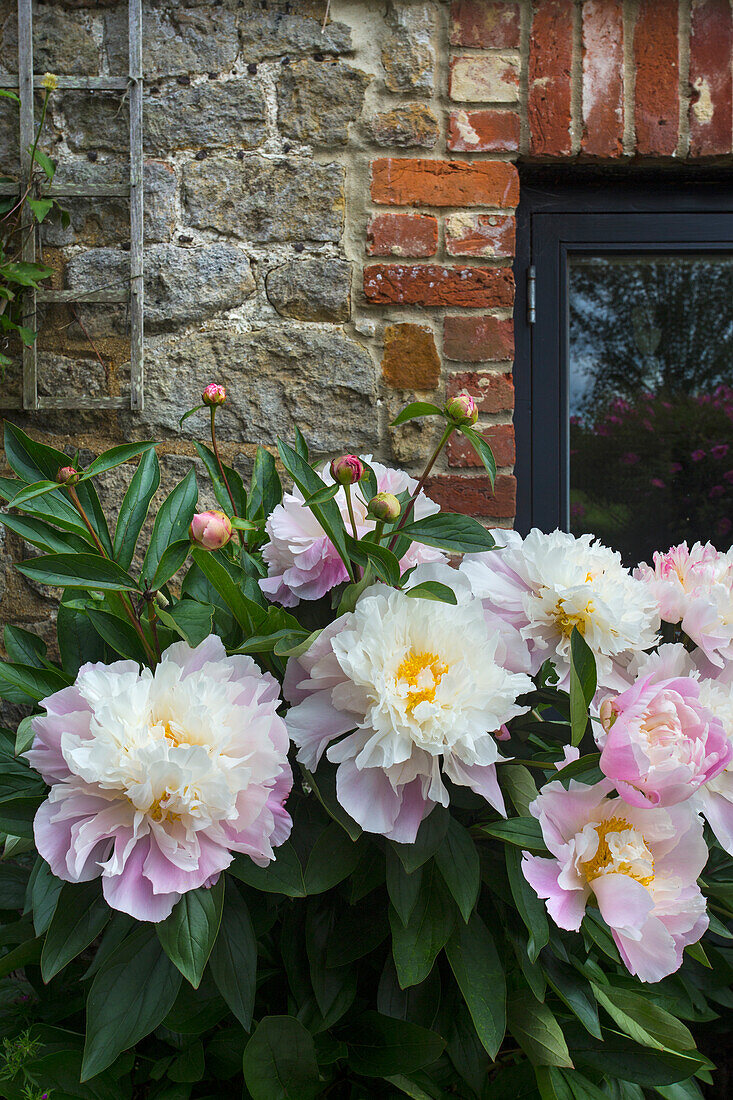 Flowering peonies in front of wall of natural stones and bricks