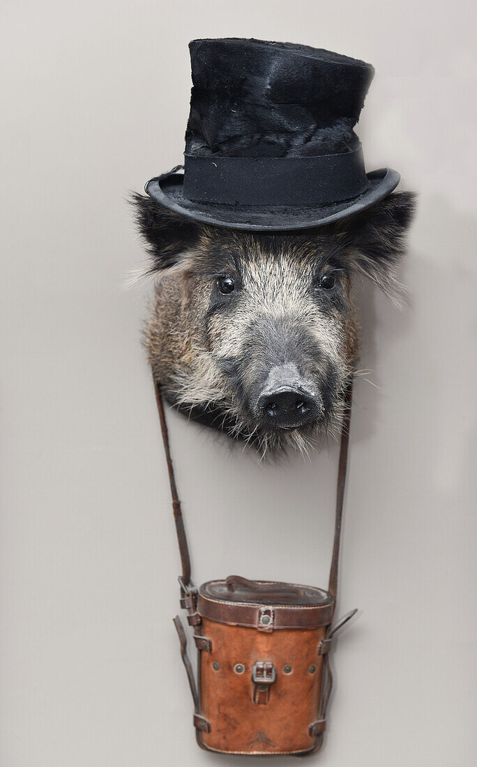 Stuffed boar's head wearing top hat and camera bag