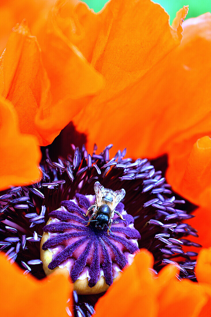 Violet carpenter bee in poppy