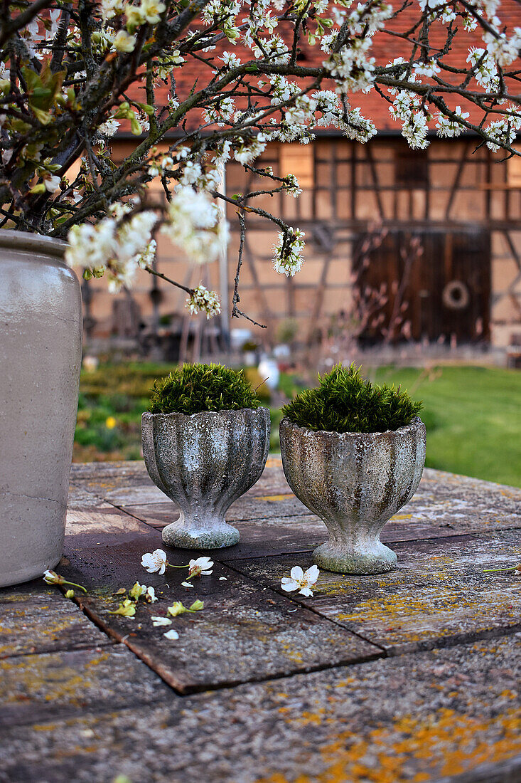 Moss in urns below bouquet of cherry blossom
