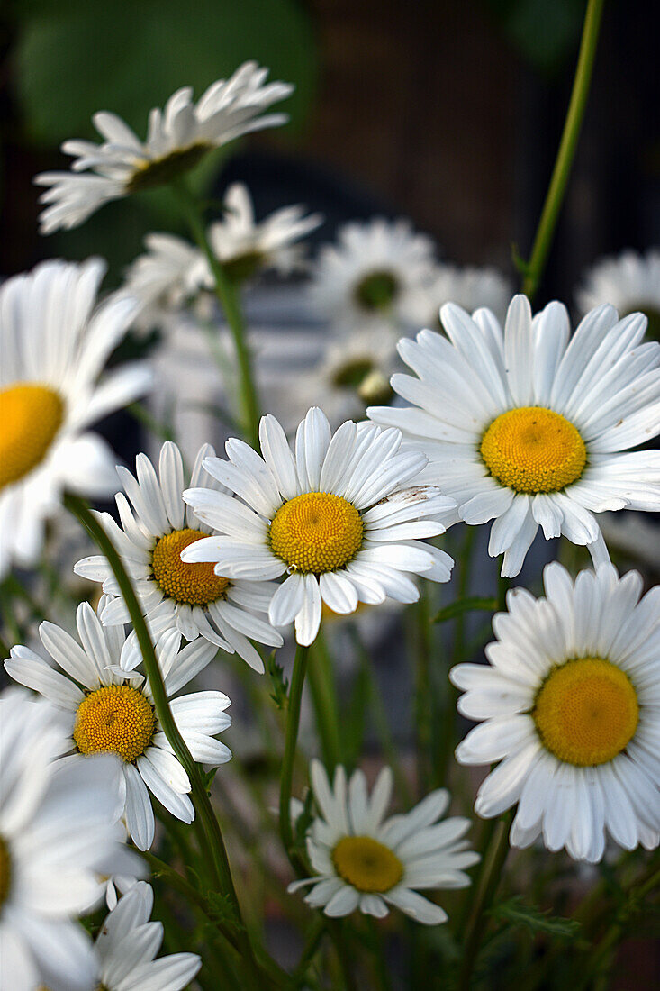 Ox-eye daisies in spring