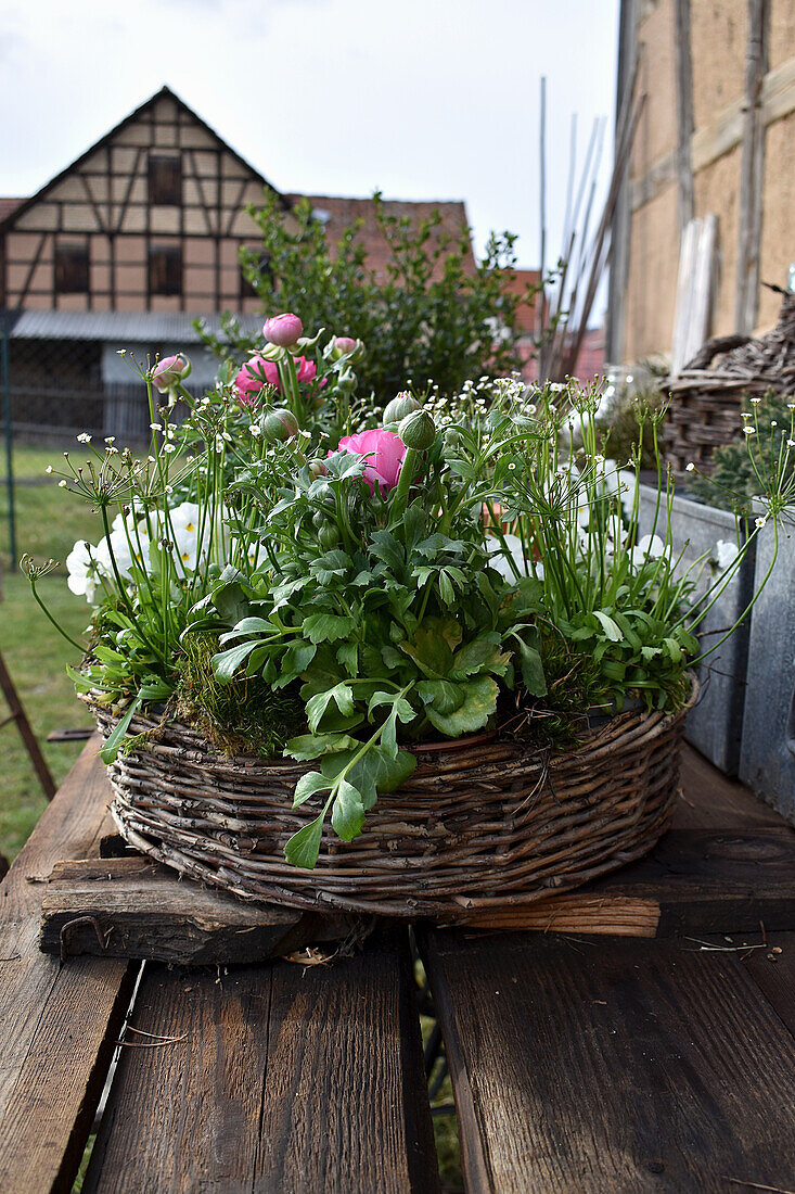 Basket planted with ranunculus, androsace and violas