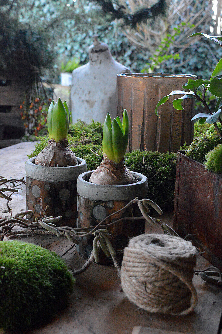 Potted hyacinth bulbs in winter