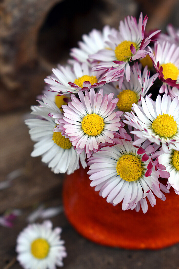 Small bouquet of daisies