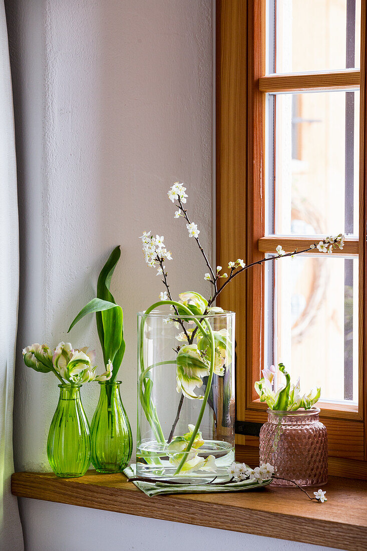 Tulpen und blühenden Zwetschgenzweige in Glasvasen auf Fensterbank
