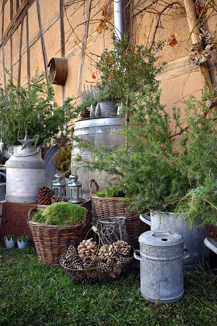 Zinc pots, juniper twigs and cones against barn wall in garden